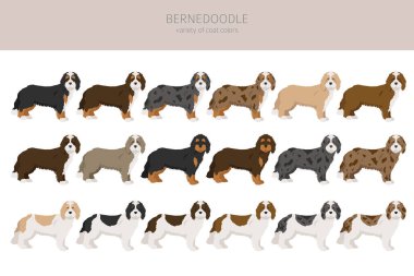 Bernedoodle karışık cins klipsi. Farklı ceket renkleri ve pozlar. Vektör illüstrasyonu