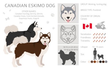 Kanadalı Eskimo köpek tırnağı. Farklı pozlar, farklı renkler. Vektör illüstrasyonu
