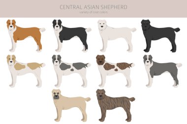 Orta Asya çoban köpeği Clipart. Farklı pozlar, farklı renkler. Vektör illüstrasyonu