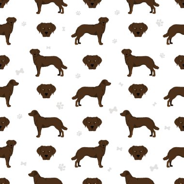 Chesapeake Bay Retriever 'ın dikişsiz deseni. Farklı pozlar, farklı renkler. Vektör illüstrasyonu