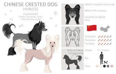 Çin armalı, tüysüz, sıradan bir köpek. Farklı pozlar, farklı renkler. Vektör illüstrasyonu