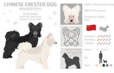 Çin armalı köpek çeşitli klipsli. Farklı pozlar, farklı renkler. Vektör illüstrasyonu