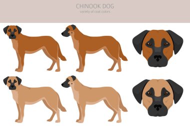 Chinook köpek klipsi. Farklı pozlar, farklı renkler. Vektör illüstrasyonu