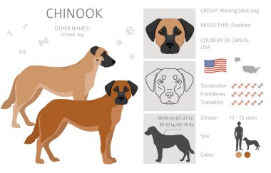Chinook köpek klipsi. Farklı pozlar, farklı renkler. Vektör illüstrasyonu
