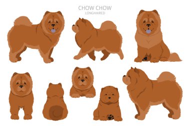 Chow chow uzun saçlı çeşitli clipart. Farklı pozlar, farklı renkler. Vektör illüstrasyonu