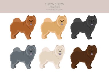 Chow chow uzun saçlı çeşitli clipart. Farklı pozlar, farklı renkler. Vektör illüstrasyonu