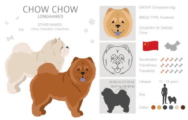 Chow chow uzun saçlı çeşitli clipart. Farklı pozlar, farklı renkler. Vektör illüstrasyonu