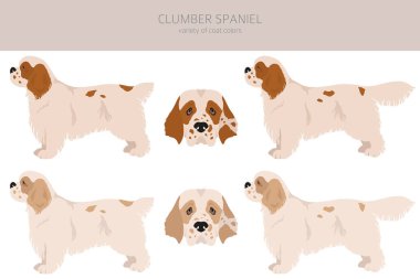 Clumber spaniel clipart. Farklı pozlar, farklı renkler. Vektör illüstrasyonu