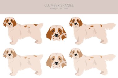Clumber spaniel clipart. Farklı pozlar, farklı renkler. Vektör illüstrasyonu