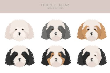 Coton de Tulear tırmanışı. Farklı pozlar, farklı renkler. Vektör illüstrasyonu