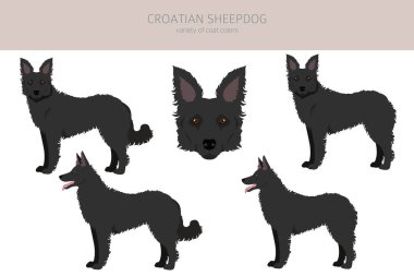 Hırvat çoban köpeği kırpması. Farklı pozlar, farklı renkler. Vektör illüstrasyonu