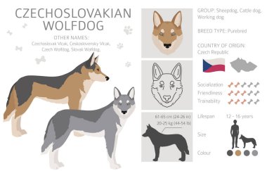 Çekoslovakya kurt köpeği kırpması. Farklı pozlar, farklı renkler. Vektör illüstrasyonu