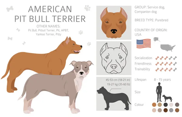 Amerikanska Pitbull Terrier Hundar Clipart Färgvarianter Infografik Vektorillustration — Stock vektor