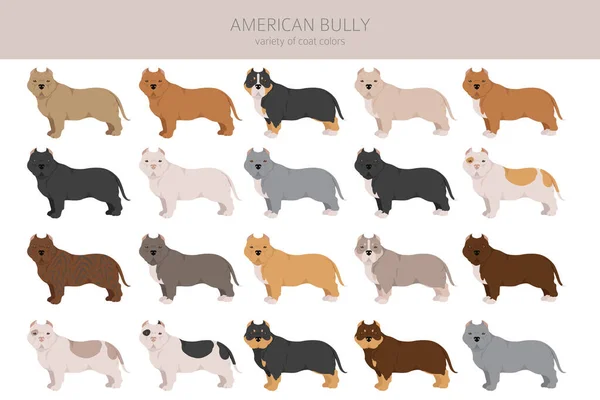 Bully Americano Todas Cores Clipart Conjunto Cores Casaco Diferentes Ilustração — Vetor de Stock