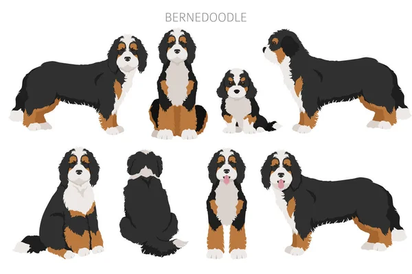 Bernedodle Mix Breed Clipart 異なるコートの色やポーズを設定します ベクターイラスト — ストックベクタ
