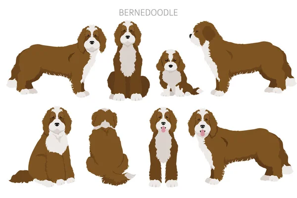 Bernedoodle Mistura Clipart Raça Diferentes Cores Casaco Poses Set Ilustração — Vetor de Stock