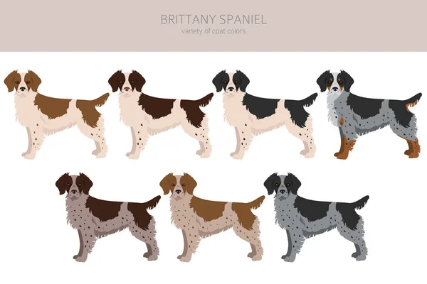 Brittany Spaneil Farbe Varietäten Clipart Verschiedene Posen Dog Infografik Sammlung — Stockvektor