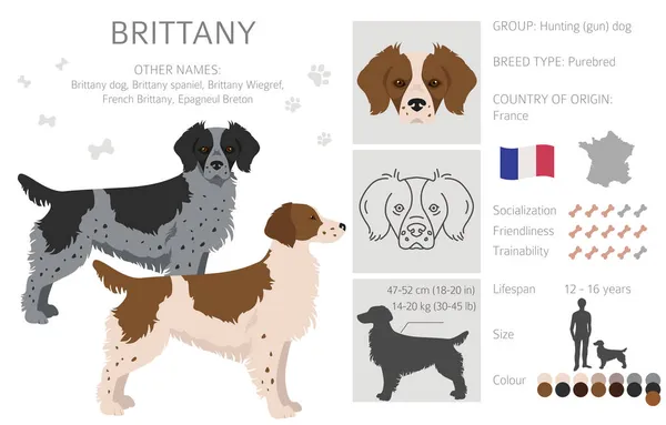 Brittany Spaneil Odmiany Kolorów Clipart Różne Pozycje Ustawione Kolekcja Infografik — Wektor stockowy