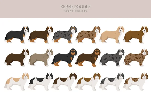 Bernedoodle混血儿滋生了一群小动物不同的外套颜色和姿势 矢量说明 — 图库矢量图片