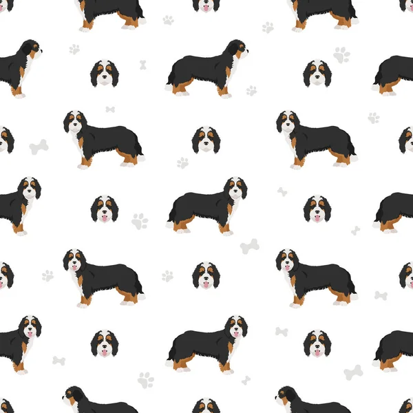 Bernedoodle Mix Ras Naadloos Patroon Verschillende Jas Kleuren Poses Set — Stockvector