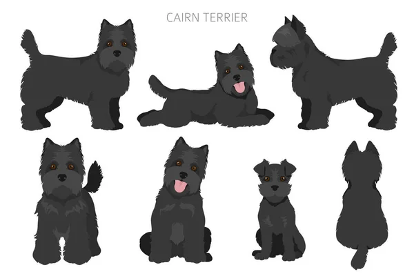 Cairn Terrier Clipart Olika Poser Olika Pälsfärger Vektorillustration — Stock vektor