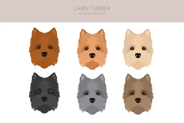 Cairn Terrier Clipart Verschillende Houdingen Jas Kleuren Set Vectorillustratie — Stockvector