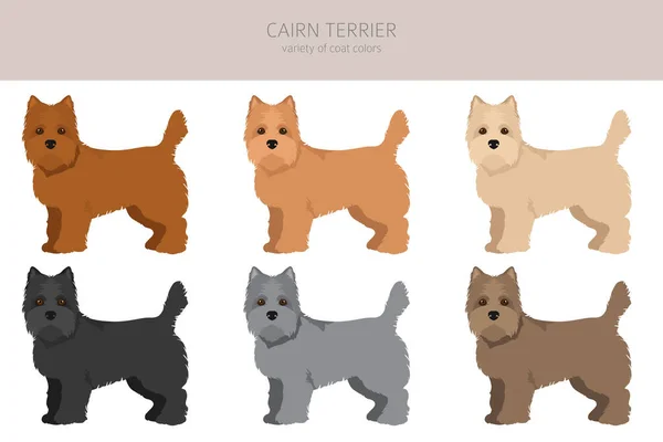 Clipart Cairn Terrier Différentes Poses Couleurs Manteau Réglées Illustration Vectorielle — Image vectorielle