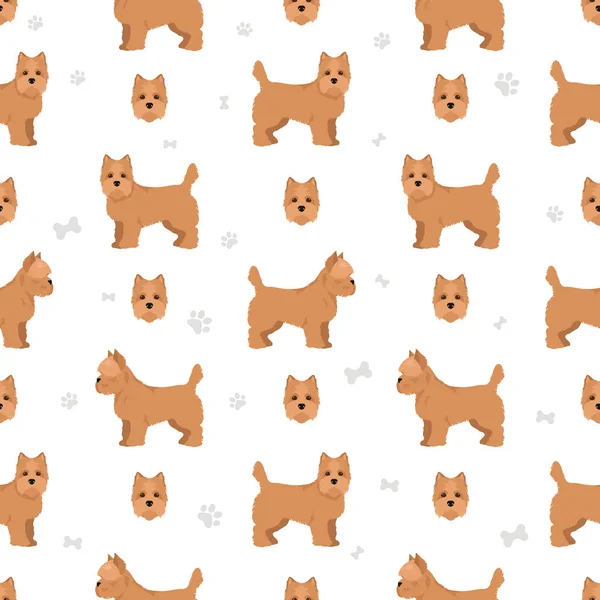 Cairn Terrier Patrón Sin Costuras Distintas Poses Colores Del Abrigo — Vector de stock
