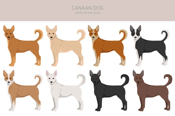 Canaan Dog Clipart Posate Diverse Colori Del Cappotto Impostati Illustrazione — Vettoriale Stock