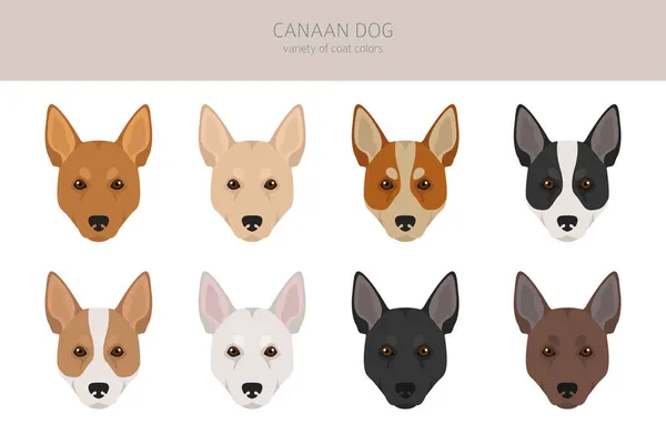 Canaan Dog Clipart Different Poses Coat Colors Set Vector Illustration — Stock Vector