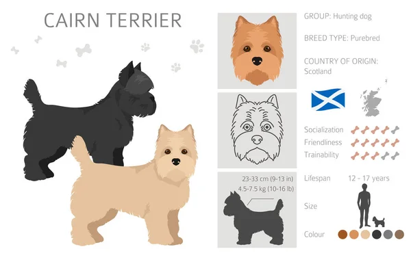 Kliparty Cairna Terriera Różne Pozy Zestaw Kolorów Płaszcza Ilustracja Wektora — Wektor stockowy