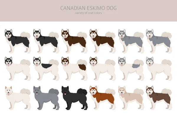 Kanadyjski Eskimos Pies Kliparty Różne Pozy Zestaw Kolorów Płaszcza Ilustracja — Wektor stockowy