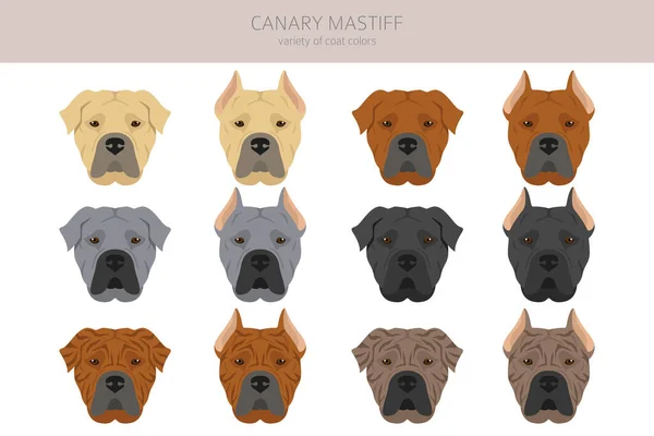 Canary Mastiff Clipart Різні Пози Кольорові Фарби Приклад Вектора — стоковий вектор