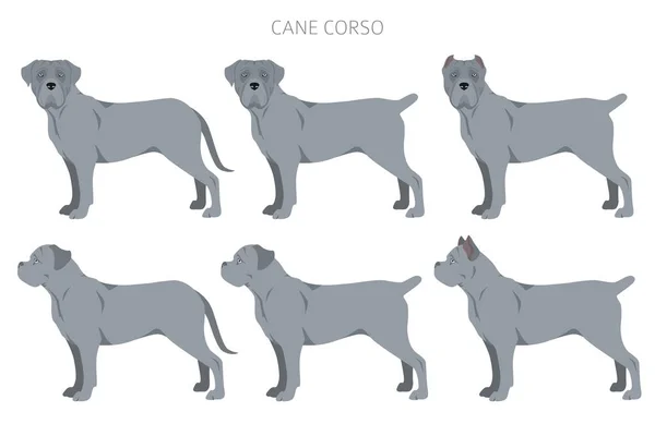 Cane Corso Clipart Olika Poser Olika Pälsfärger Vektorillustration — Stock vektor