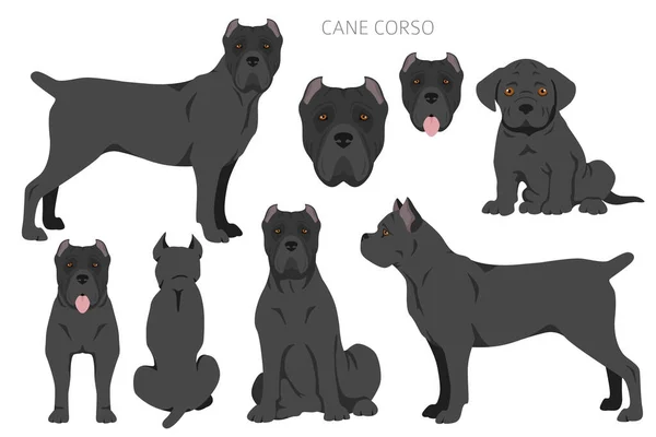 Cane Corso Clipart Různé Pózy Barvy Srsti Nastaveny Vektorová Ilustrace — Stockový vektor