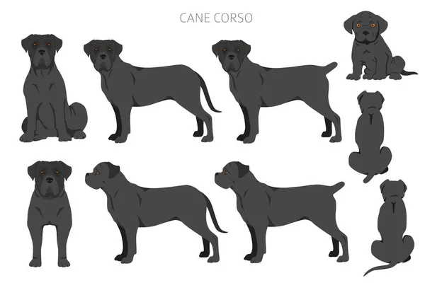 Cane Corso Clipart Different Poses Coat Colors Set Vector Illustration — Stock Vector