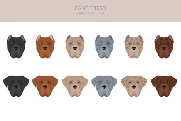 Cane Corso Clipart Poses Diferentes Conjunto Cores Casaco Ilustração Vetorial — Vetor de Stock