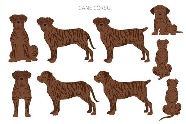 Cane Corso Clipart Olika Poser Olika Pälsfärger Vektorillustration — Stock vektor