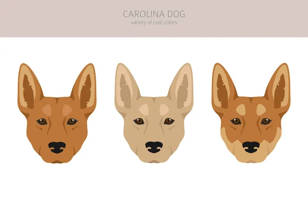 Carolina Dog Clipart Verschiedene Posen Festgelegte Fellfarben Vektorillustration — Stockvektor