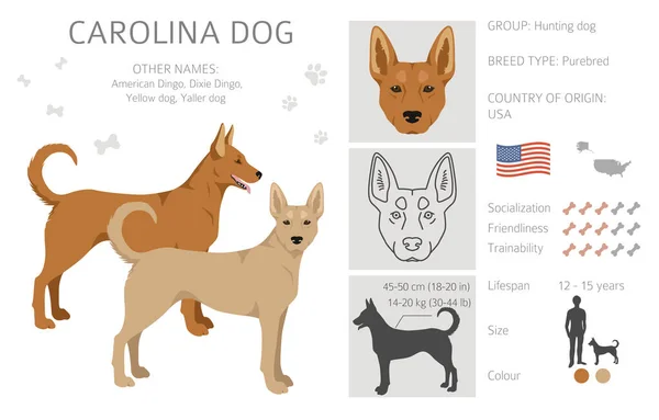 Carolina Dog Clipart Verschiedene Posen Festgelegte Fellfarben Vektorillustration — Stockvektor