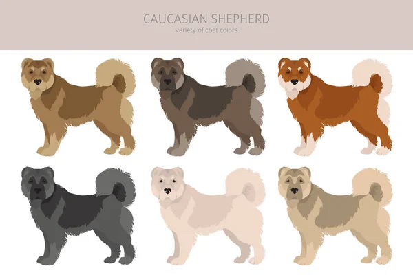 Kaukasischer Schäferhund Verschiedene Posen Festgelegte Fellfarben Vektorillustration — Stockvektor
