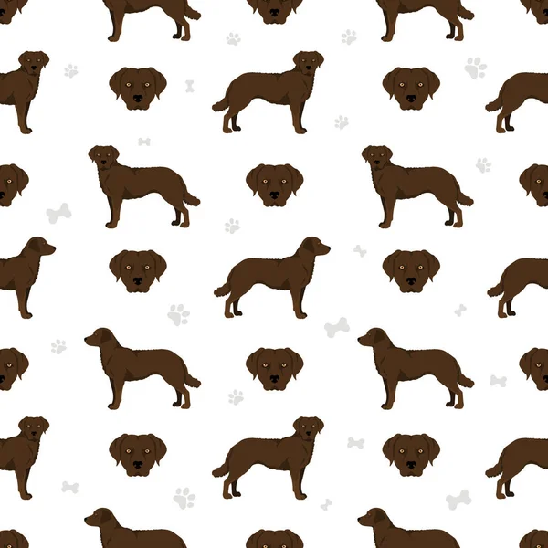 Chesapeake Bay Retriever Patrón Sin Fisuras Distintas Poses Colores Del — Vector de stock