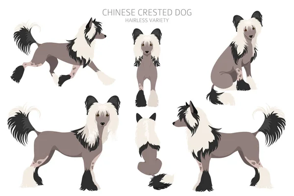 Chino Cresta Perro Sin Pelo Variedad Clipart Distintas Poses Colores — Archivo Imágenes Vectoriales