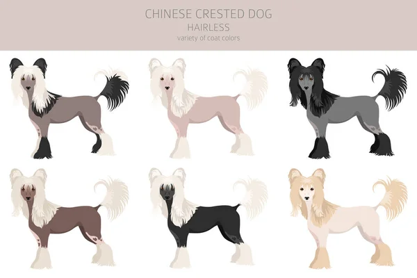 Kinesiska Crested Hund Hårlös Sort Clipart Olika Poser Olika Pälsfärger — Stock vektor