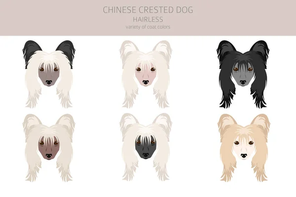 Chino Cresta Perro Sin Pelo Variedad Clipart Distintas Poses Colores — Archivo Imágenes Vectoriales