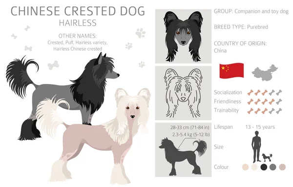 Chiński Pies Czubaty Bezwłosa Odmiana Clipart Różne Pozy Zestaw Kolorów — Wektor stockowy