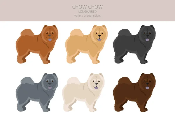 Chow Chow Clipart Variedade Cabelos Compridos Poses Diferentes Conjunto Cores — Vetor de Stock