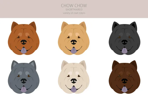 Chow Chow Clipart Variété Poil Court Différentes Poses Couleurs Manteau — Image vectorielle