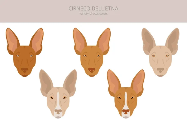 Cirneco Dell Etna Siciliaanse Hondenklif Verschillende Houdingen Jas Kleuren Set — Stockvector