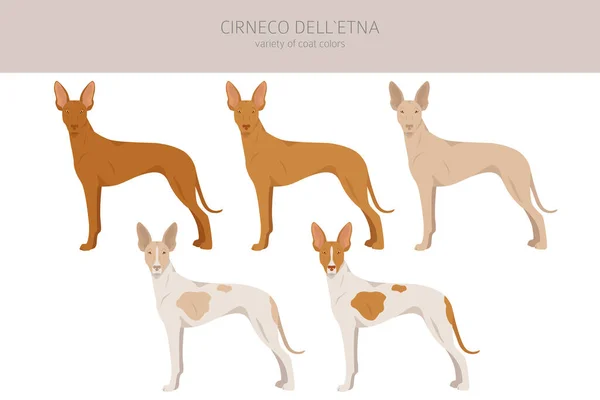 Cirneco Dell Ätna Sizilianische Hundeklippe Verschiedene Posen Festgelegte Fellfarben Vektorillustration — Stockvektor